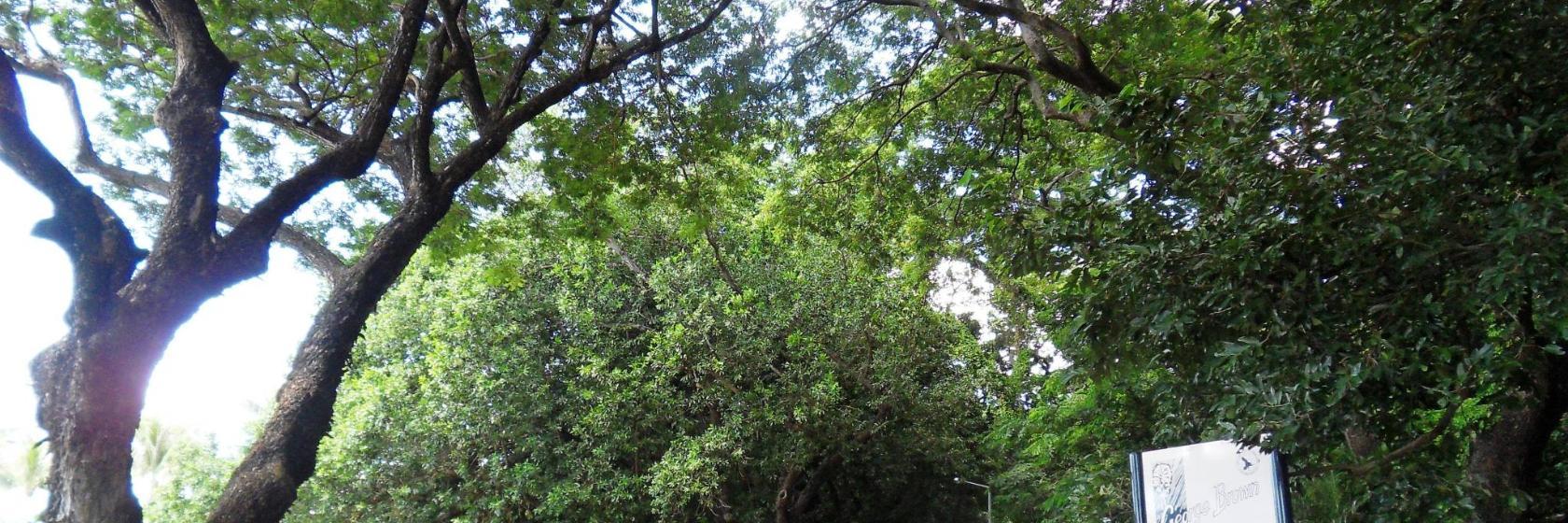 Botanischer Garten George Brown Darwin Botanic Gardens